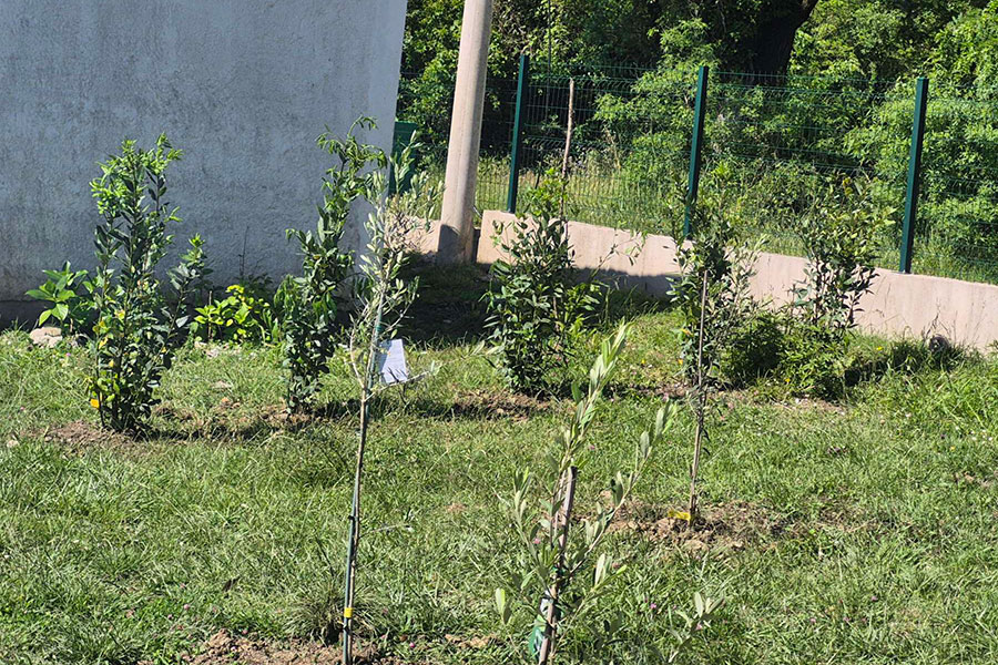 20 sadnica za 20 godina nezavisnosti